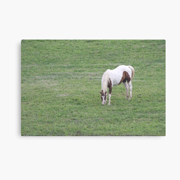 Horse Canvas Print
