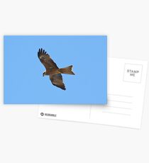 Black Kite in flight Postcards