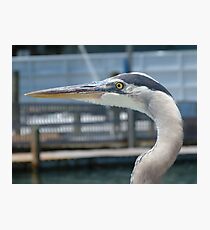 Blue Heron Photographic Print