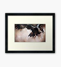 "Alight - The Wedge-tailed Eagle" Framed Print