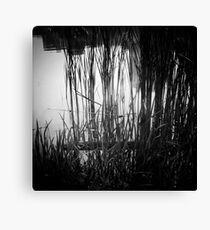 Reeds Canvas Print