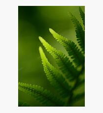 Fern Photographic Print