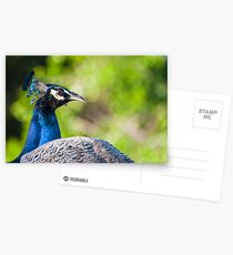 Peacocks at Yala National Park Postcards