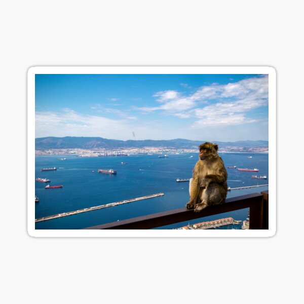 The famous apes of Gibraltar Sticker
