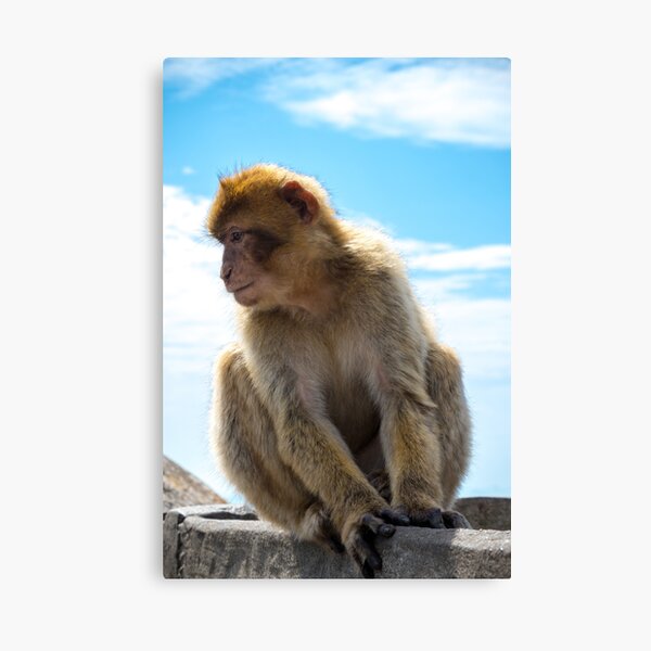 The famous apes of Gibraltar Canvas Print