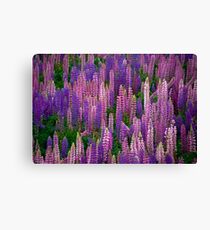 Lupins Lupins Lupins Canvas Print