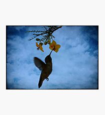 Humming Bird. Photographic Print