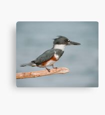 Female Belted Kingfisher Canvas Print