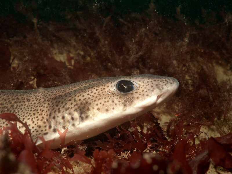 "lesser spotted dogfish - scyliorhinus canicula" by spyderdesign ...