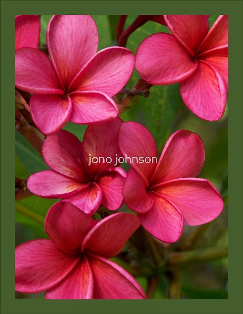 "Blood Red Frangipani Intense" by jono johnson Redbubble