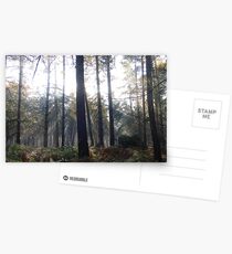 sunrays Postcards