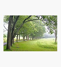 oak allee Photographic Print