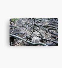 Pinecones Canvas Print