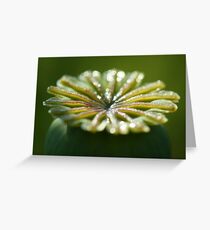Rebirth Greeting Card