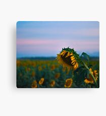 Sunflower Power Canvas Print