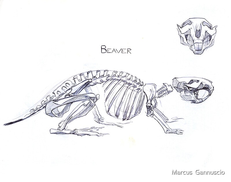"Beaver Skeleton" by Marcus Gannuscio | Redbubble