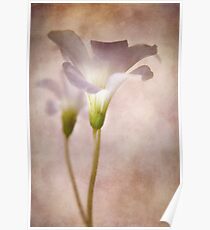 oxalis Poster