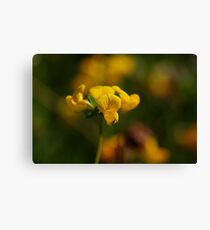 Macro Morning Canvas Print