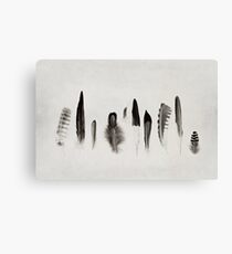 Feather Study no. 3 Canvas Print