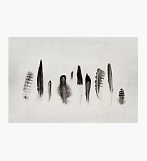 Feather Study no. 3 Photographic Print
