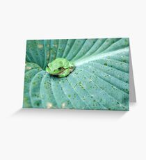 Rays on a Hosta. Greeting Card