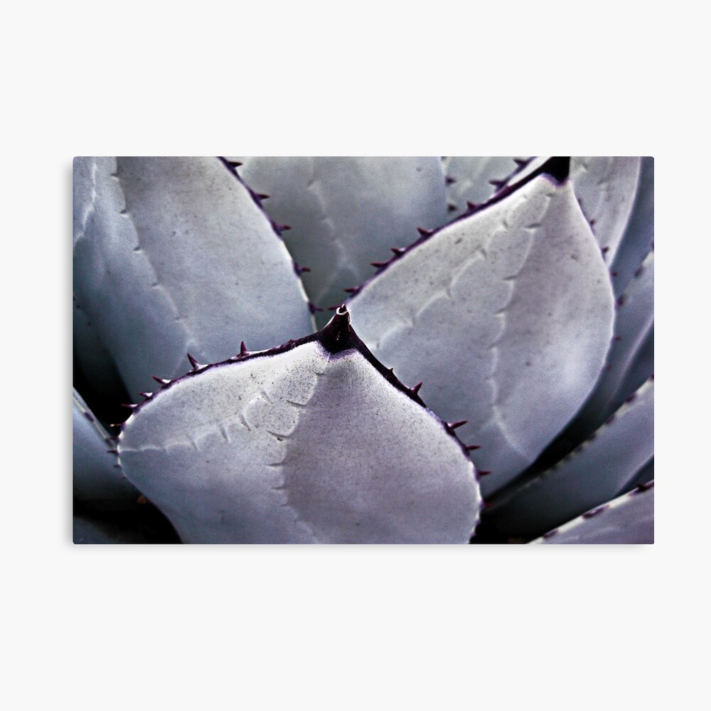 Desert Beauty Canvas Print