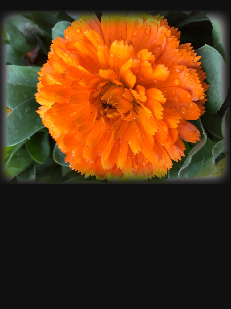 Marigold with Raindrops by douglasewelch