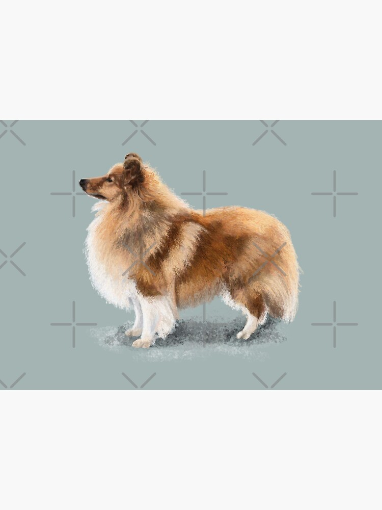 The Shetland Sheepdog by elspethrose