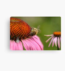 Healthy bee Canvas Print