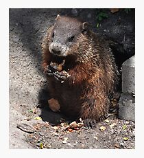 Baby Groundhog Photographic Print