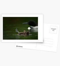 Loon Chick SOS Postcards