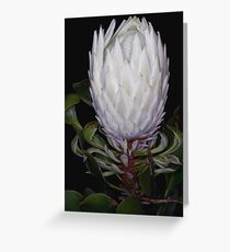 Nights In White Satin Greeting Card