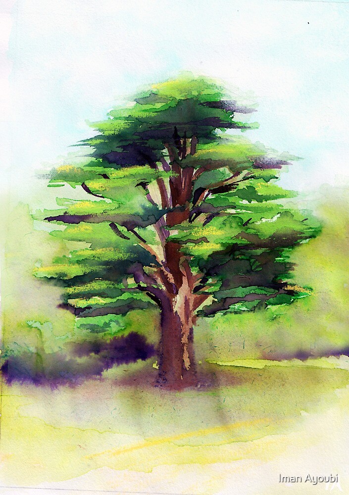 Lebanese Cedar Tree" by Iman Ayoubi | Redbubble