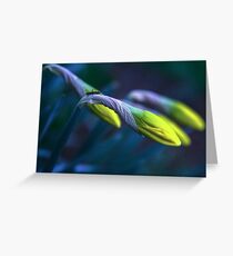 Daffodils Greeting Card