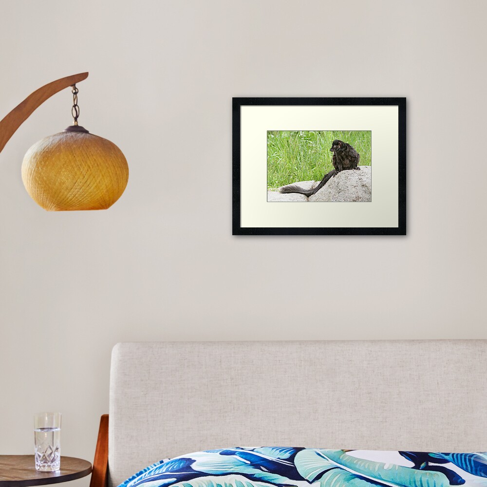 Lemur on a rock Framed Art Print