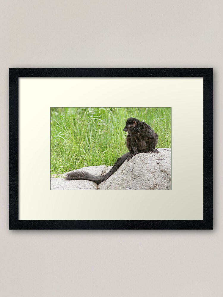 Alternate view of Lemur on a rock Framed Art Print