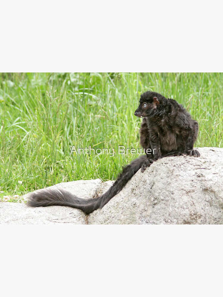 Lemur on a rock by dailyanimals