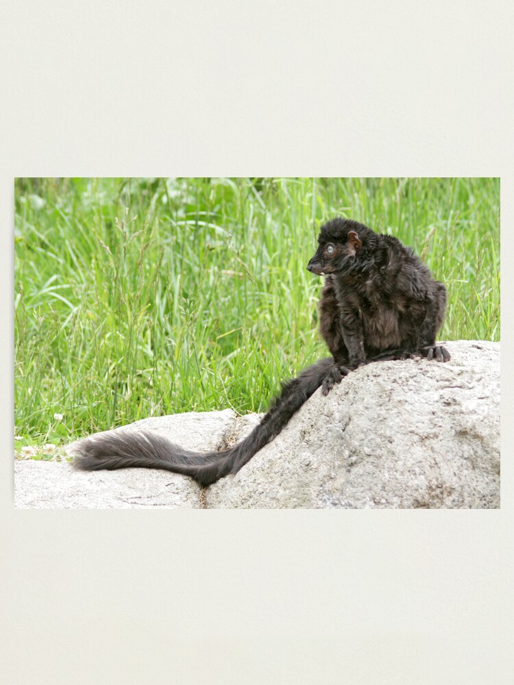 Alternate view of Lemur on a rock Photographic Print
