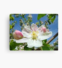 Apple Tree Blossom Flowers art prints Baslee Troutman Canvas Print
