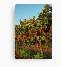 Grape Vines Leinwanddruck