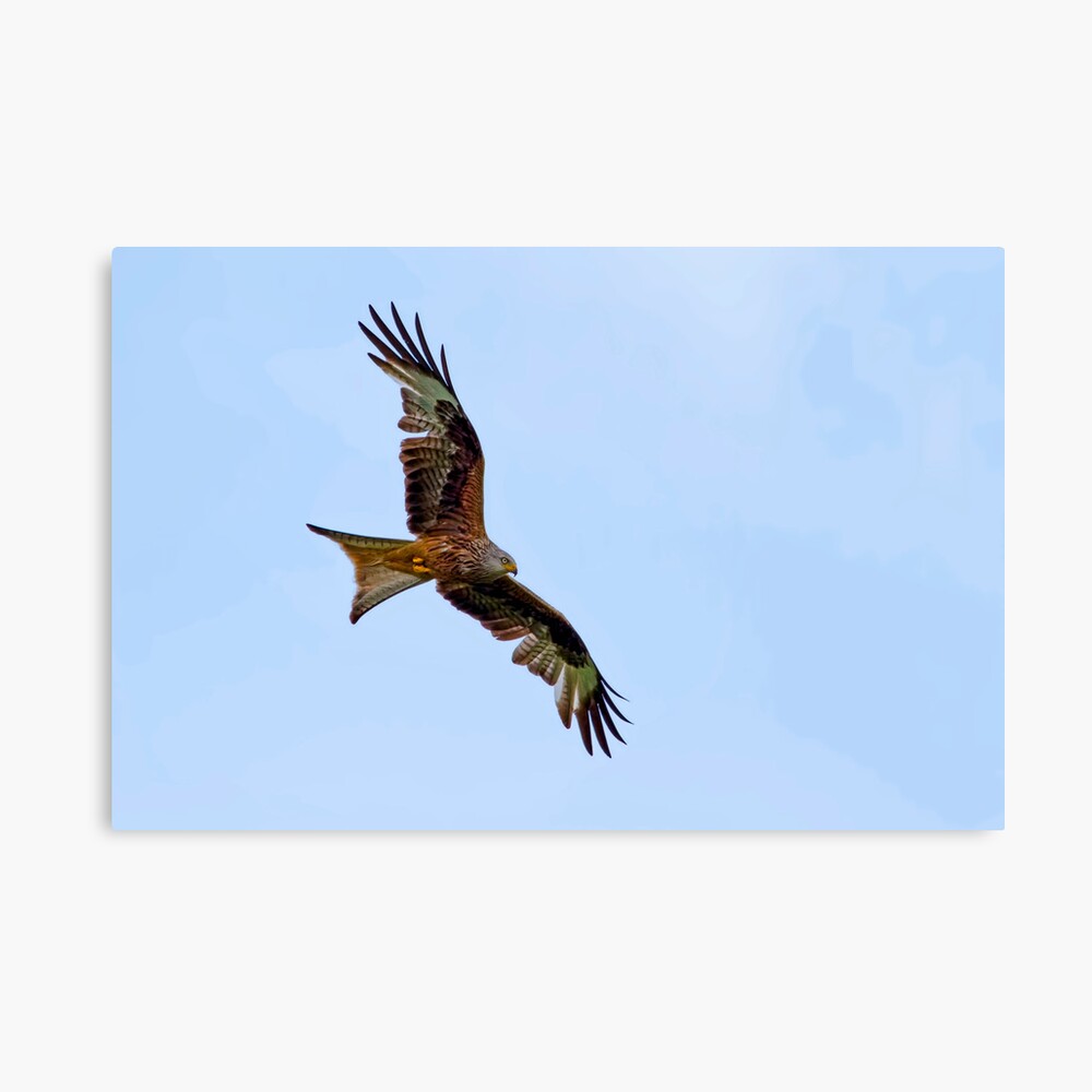 Red Kite Canvas Print