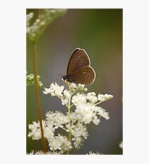Ringlet Photographic Print