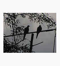 "Two Turtle Doves Hangin' Together" Photographic Print