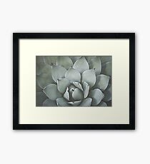Agave no. 2 Framed Print