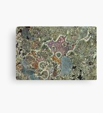 Lichen Canvas Print