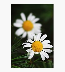 Two Daisies Photographic Print