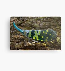 Blue-horned bug, Thailand Metal Print
