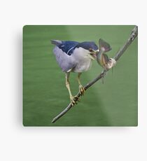 Black Crowned Night Heron with his Catch Metal Print