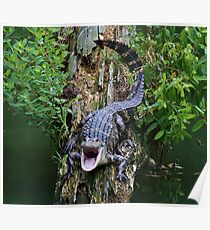 Baby Alligator says OPEN WIDE Poster