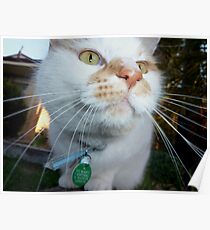 "Kiya" .......... Mr Dribbler.........Nosey Parker........ Poster